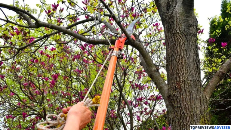 Tested – 8 Longest Pole Saws For Tree Pruning