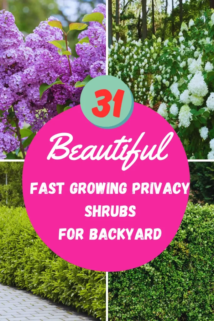 31 Beautiful Fast Growing Privacy Shrubs - TopReviewsAdviser