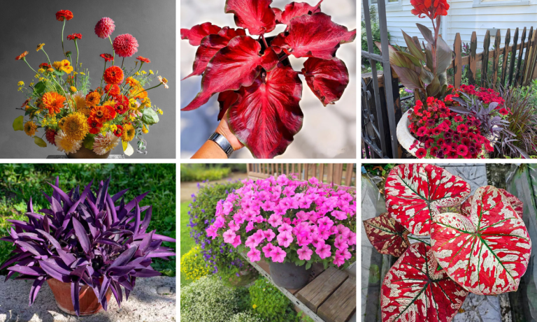 Best 19 Container Plants To Make Your Space More Aesthetic