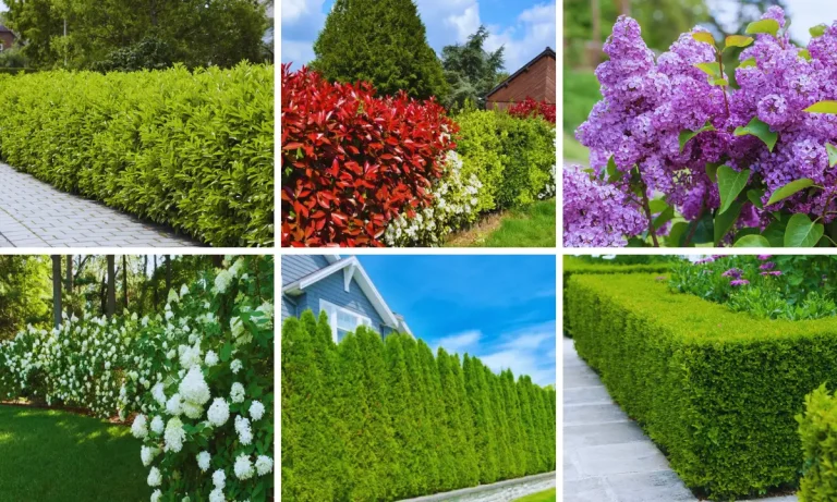 31 Beautiful Fast Growing Privacy Shrubs