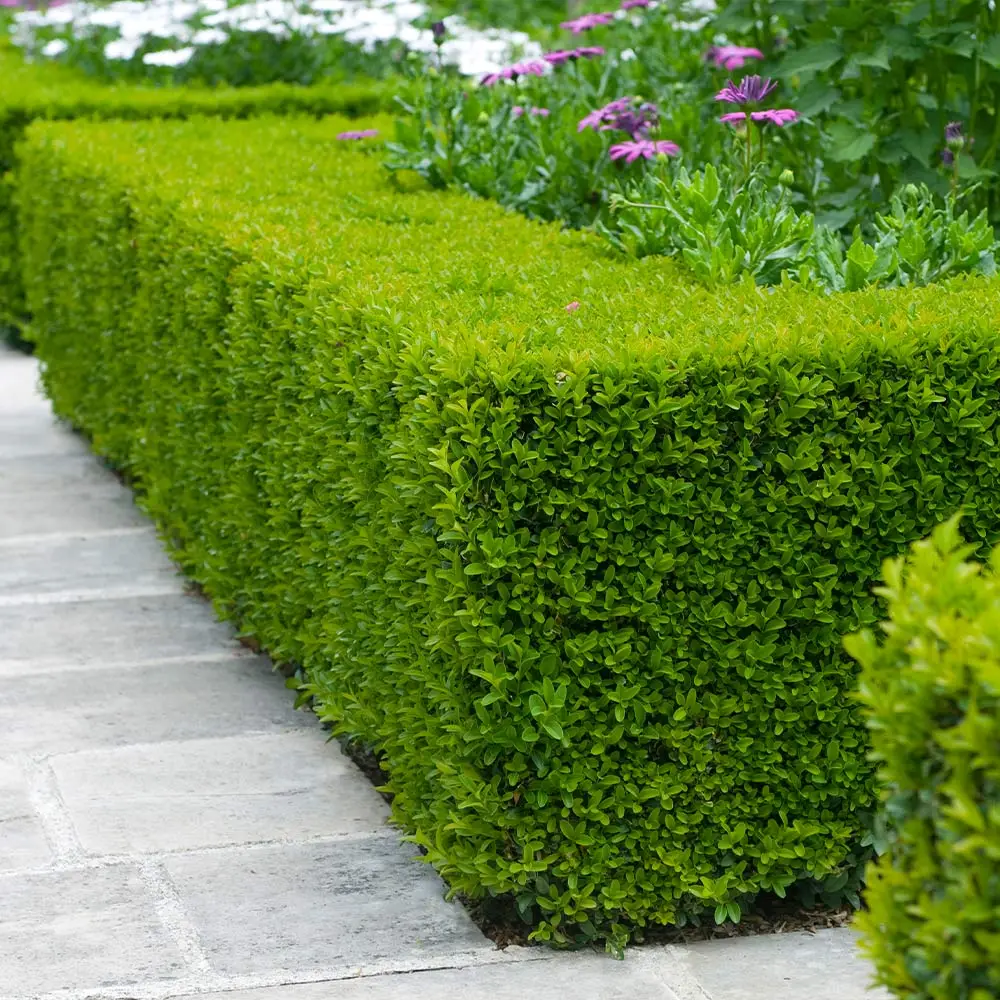 31 Beautiful Fast Growing Privacy Shrubs - TopReviewsAdviser