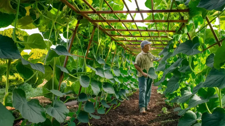 33 DIY Cucumber Trellis Techniques for Garden Glory and Abundant Yields