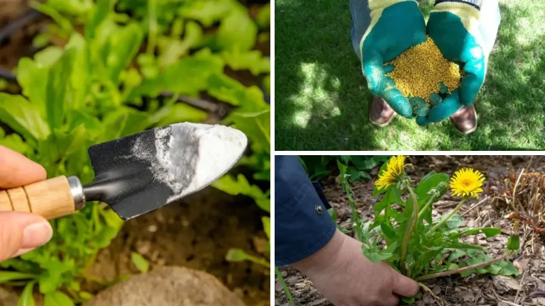 The 14 Best Ways To Get Rid of Weeds Permanently