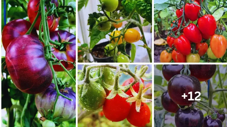 17 Best Cherry Tomato Varieties For Snacking And Fresh Eating