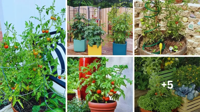 21 Easy and Affordable DIY Tomato Planter Ideas for Your Garden