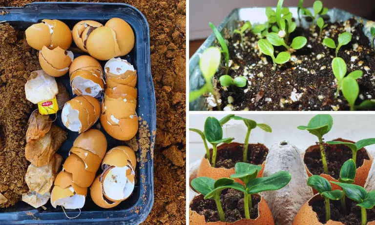 9 Uses for Eggshells in the Garden