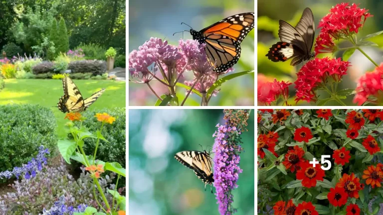 11 Beautiful Flowers That Attract Butterflies to Gardens