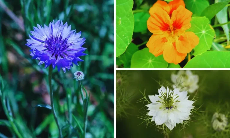 11 Flowers You Can Throw On The Soil & They Will Grow!