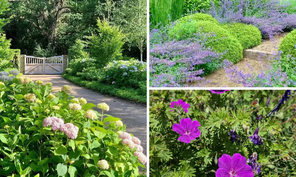 21 Best Ground Cover Plants That Require Little Maintenance 