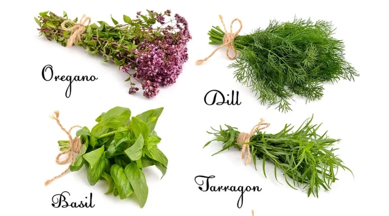 How To Start My Own Herb Garden