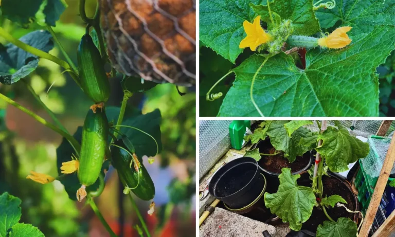 How To Grow Lots of Cucumbers in Pots