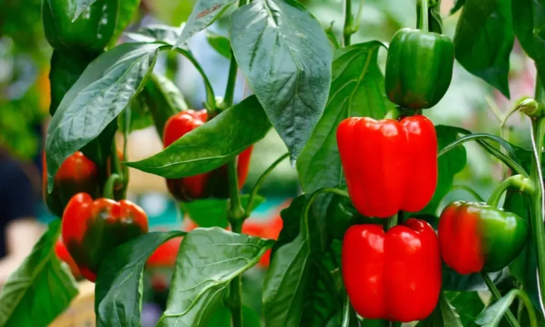 Grow Peppers in Your Garden: Step-by-Step Guide