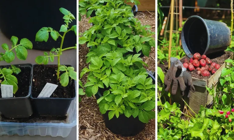 How to Successfully Grow Potatoes in Pots and Bags