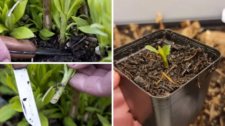 How To Take Dahlia Tuber Cuttings: My Journey