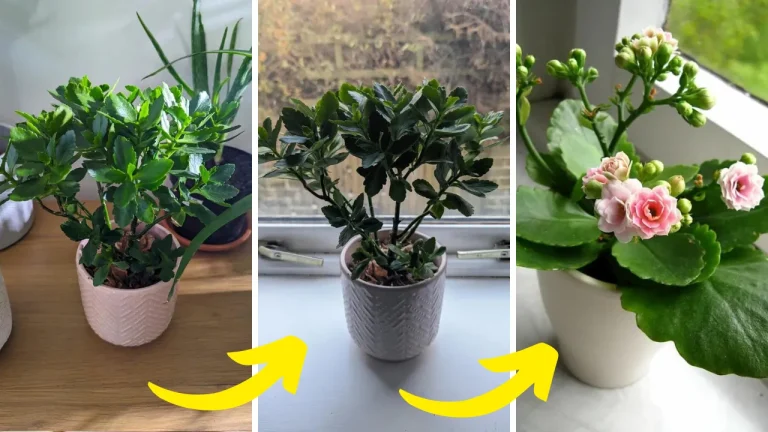 How To Get Kalanchoe To Rebloom & My Top Care Tips