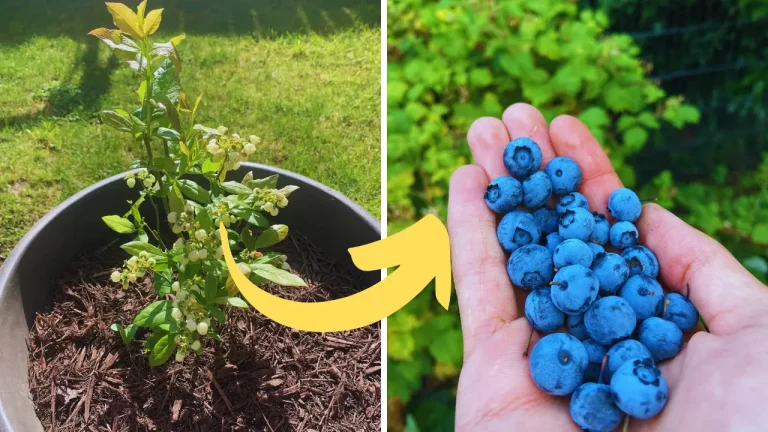 How to Grow & Care for Blueberries in Containers