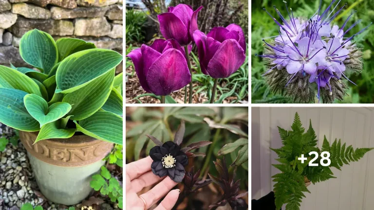 33 Shade-Loving Perennials to Brighten Up Your Garden