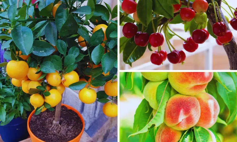 9 Fruit Trees You Can Grow In Containers