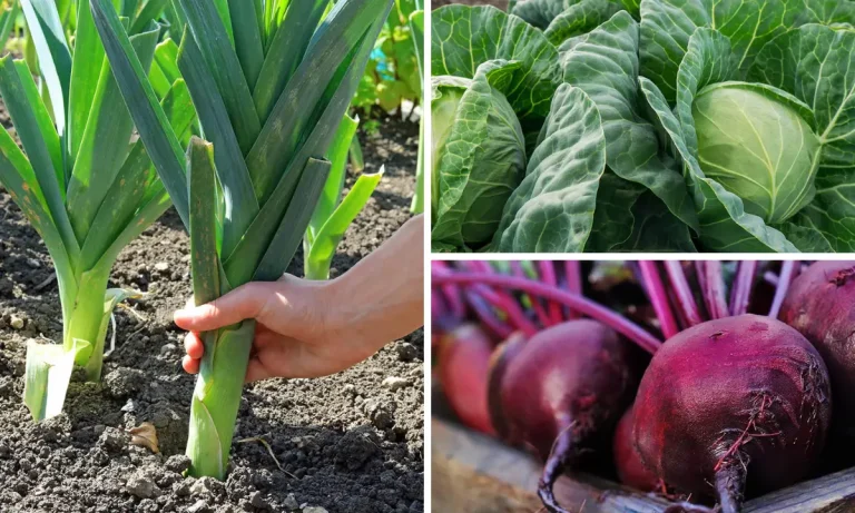 11 Vegetables That Grow in the Shade