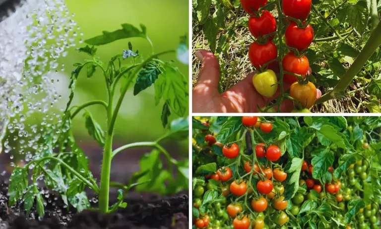 How to Watering Tomato Plants Correctly: Mastering Tomato Watering