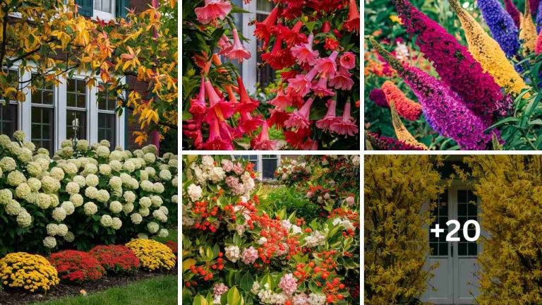 25 Beautiful Bushes for Enhancing Your Home’s Curb Appeal