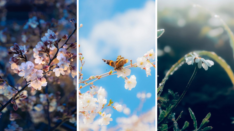 19 Spring iPhone Wallpapers to Brighten Your Screen