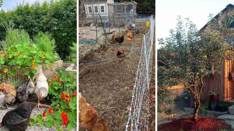 19 Chicken Coop and Garden Layout Ideas