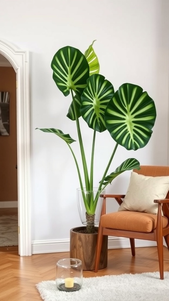 A Calathea plant with large patterned leaves next to an orange armchair in a living room setting.