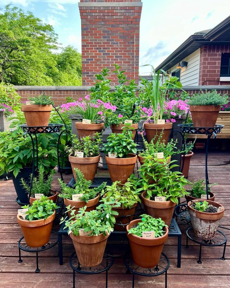 19 Herb Garden Ideas to Elevate Your Outdoor Space