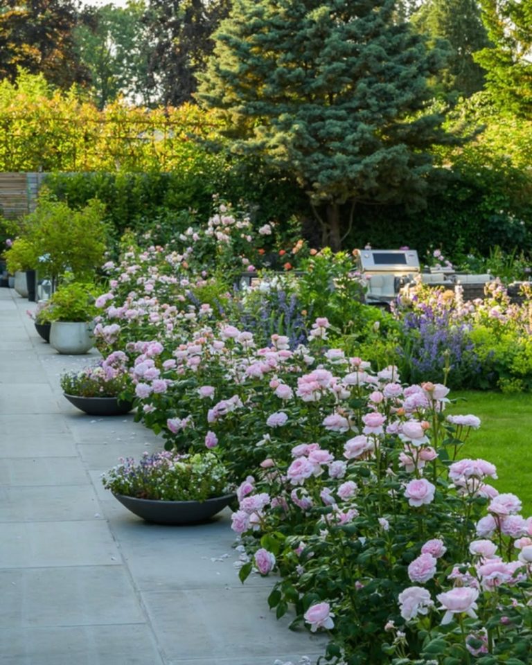 19 Beautiful Rose Garden Ideas to Transform Your Outdoor Space