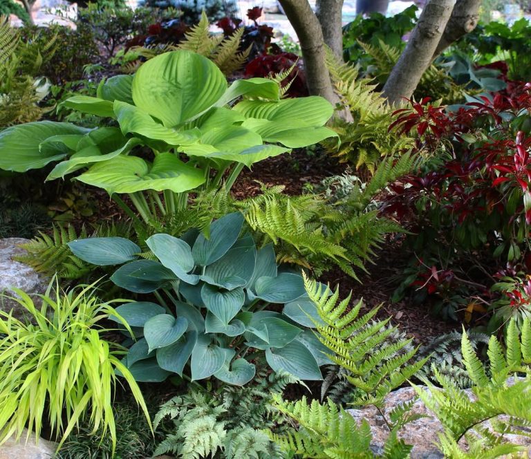 17 Hosta Garden Ideas for a Lush and Stylish Outdoor Space