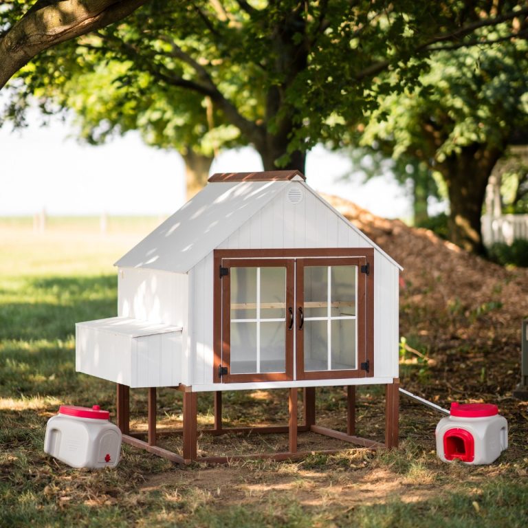 21 Inside Chicken Coop Ideas to Inspire Your Poultry Space