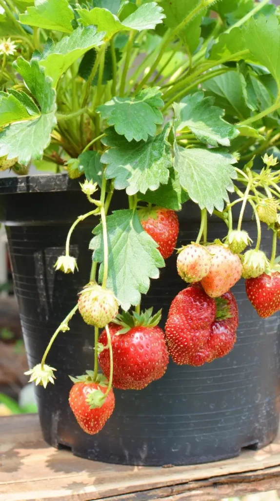 27+ Bucket Gardening Ideas