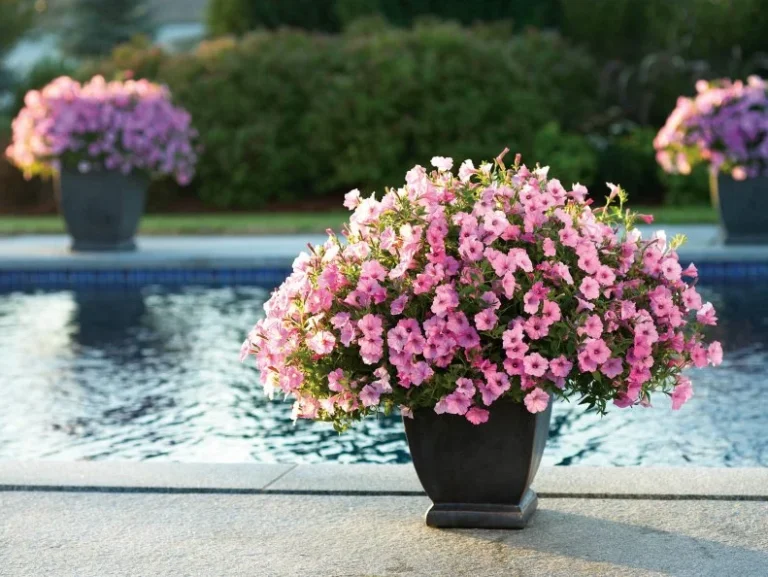 31+ Dreamy Garden Container Ideas